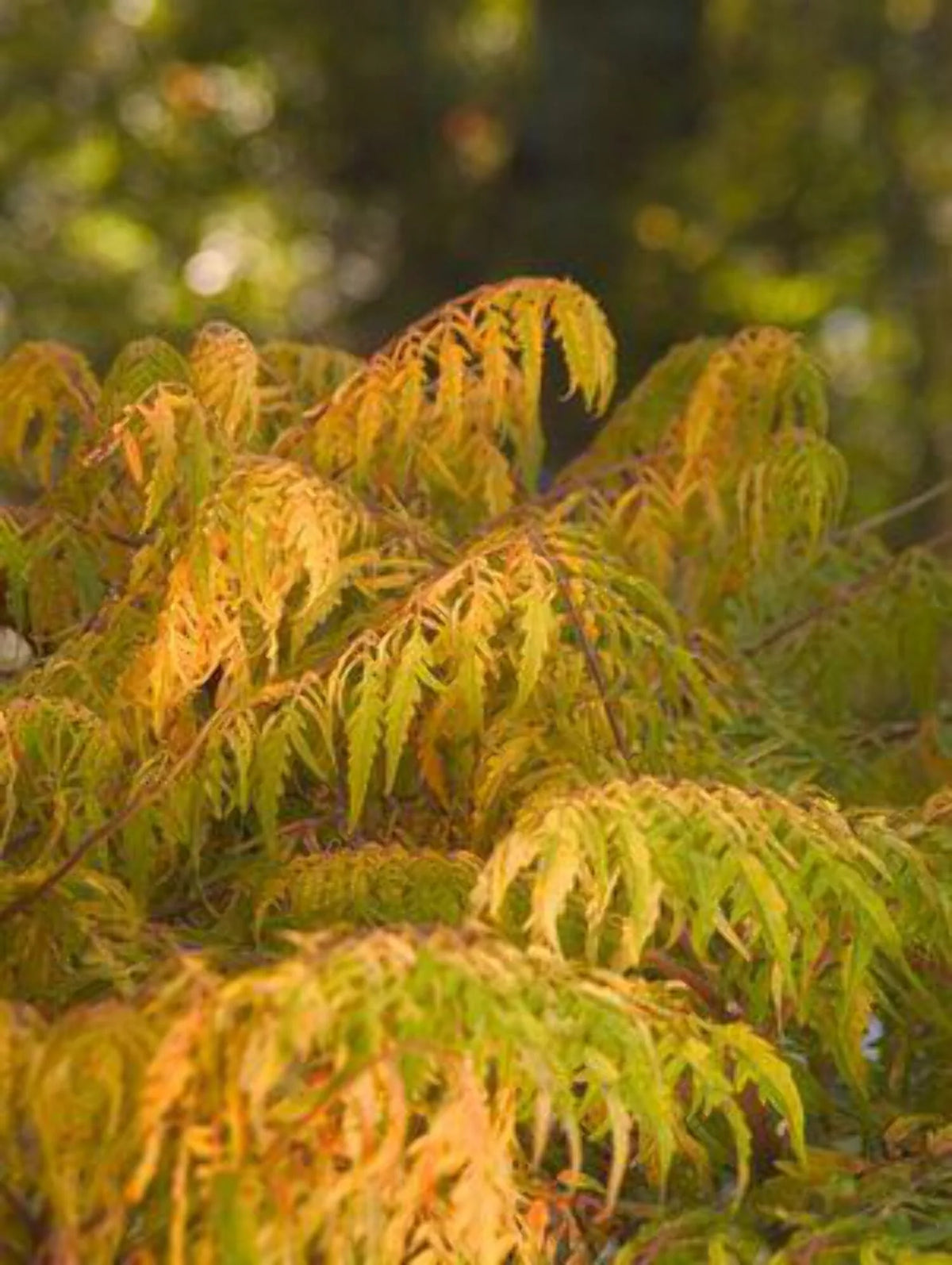 Sumac K296