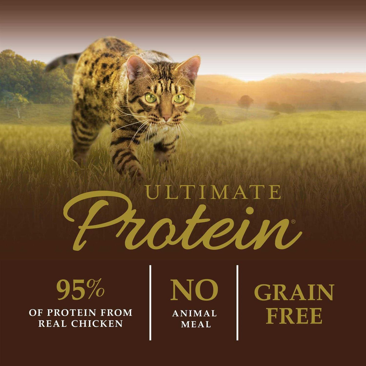 Cat Dry Food W16823