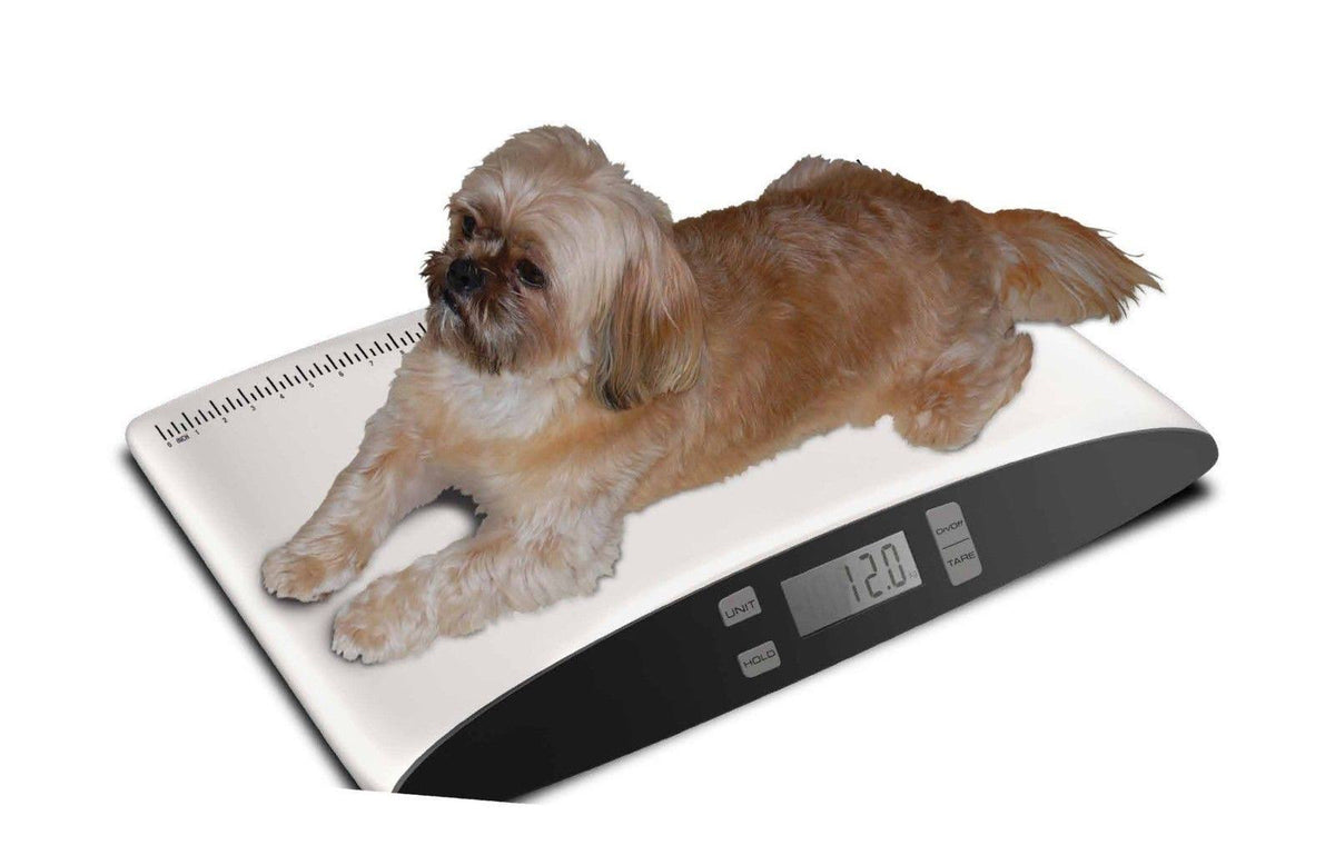 Small Pet Digital Scale M6632