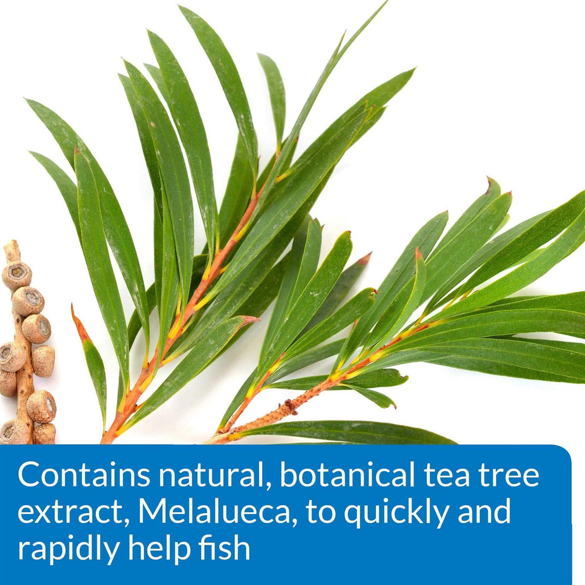 Fish Remedy Z174759