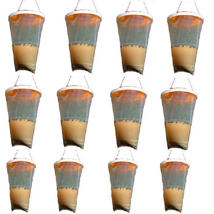 Non Toxic Fly Trap (12-Pack) W413