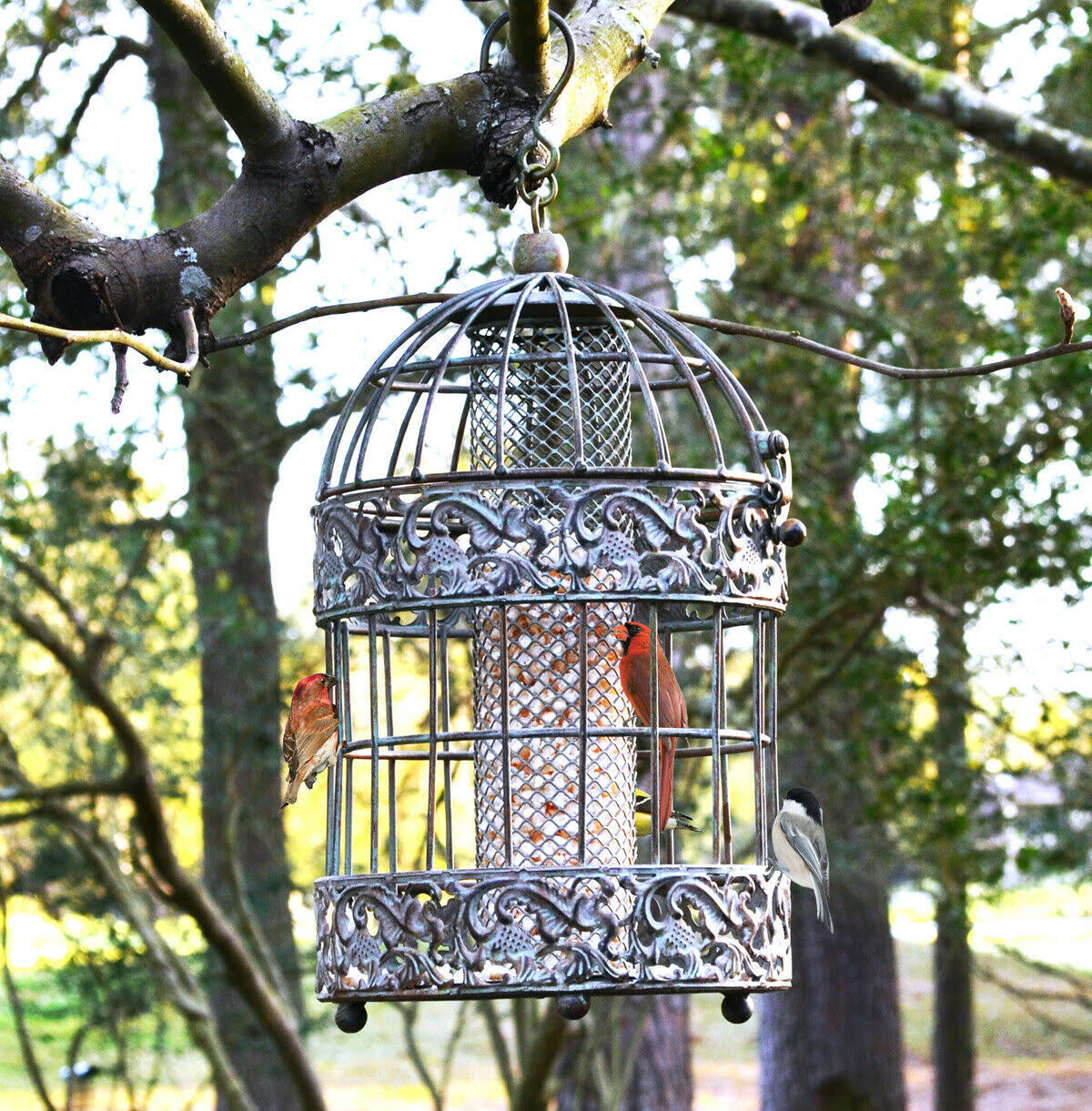 Rustic Metal Squirrel Proof Caged Bird Feeder P13105