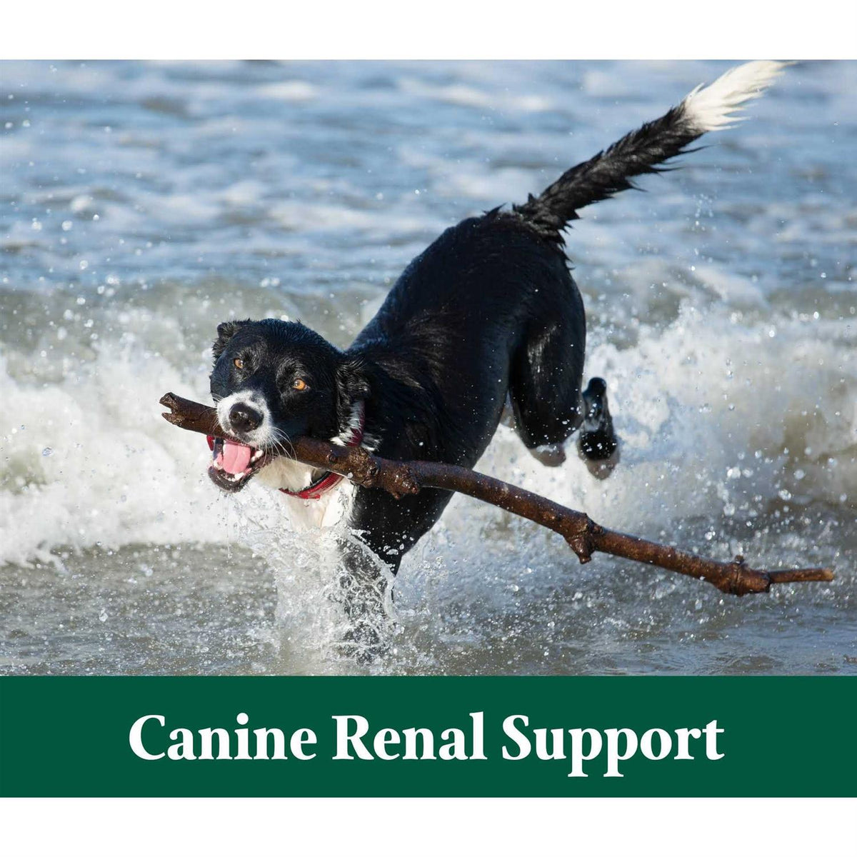 3.9 oz Canine Renal Support Y3936