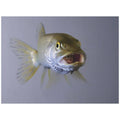 Captive Northern Pike Swallows Rainbow Trout F10323