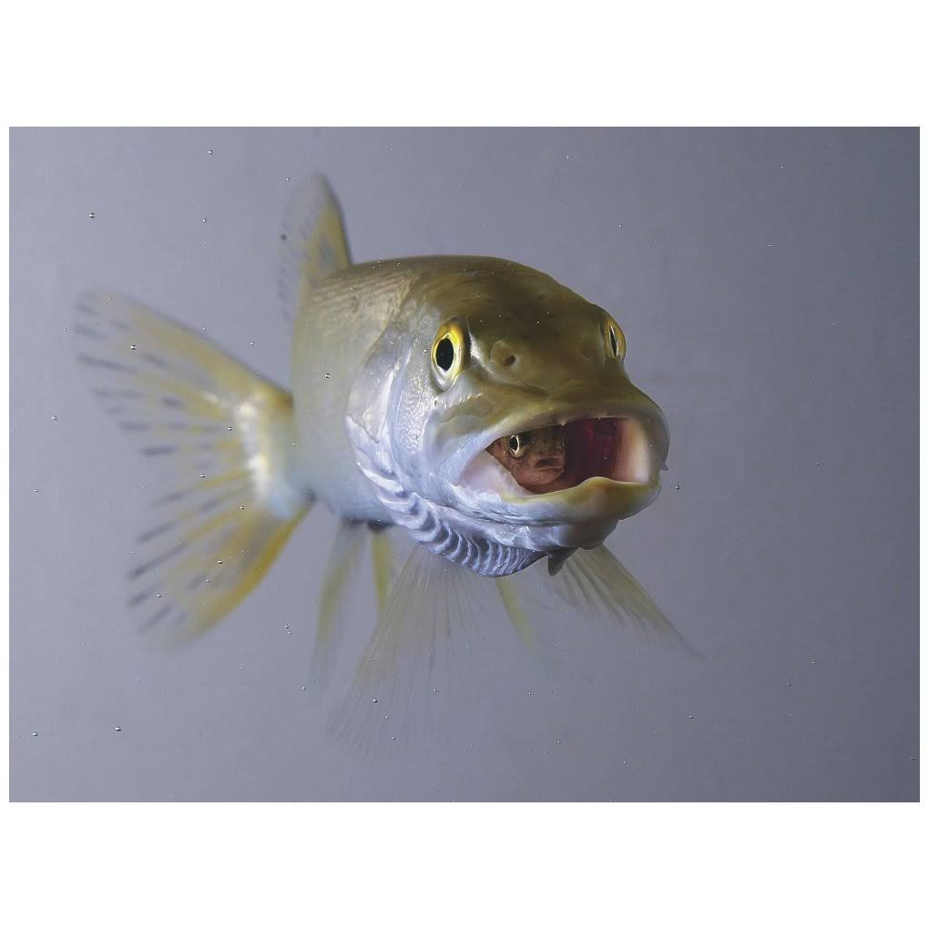 Captive Northern Pike Swallows Rainbow Trout F10323