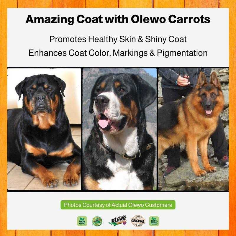 Carrots for Dogs Fiber Dog Food Toppers Q607597