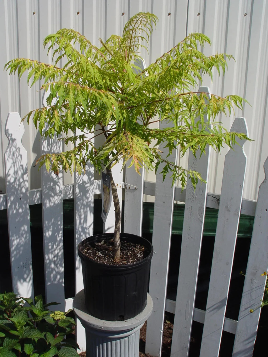 Sumac K296