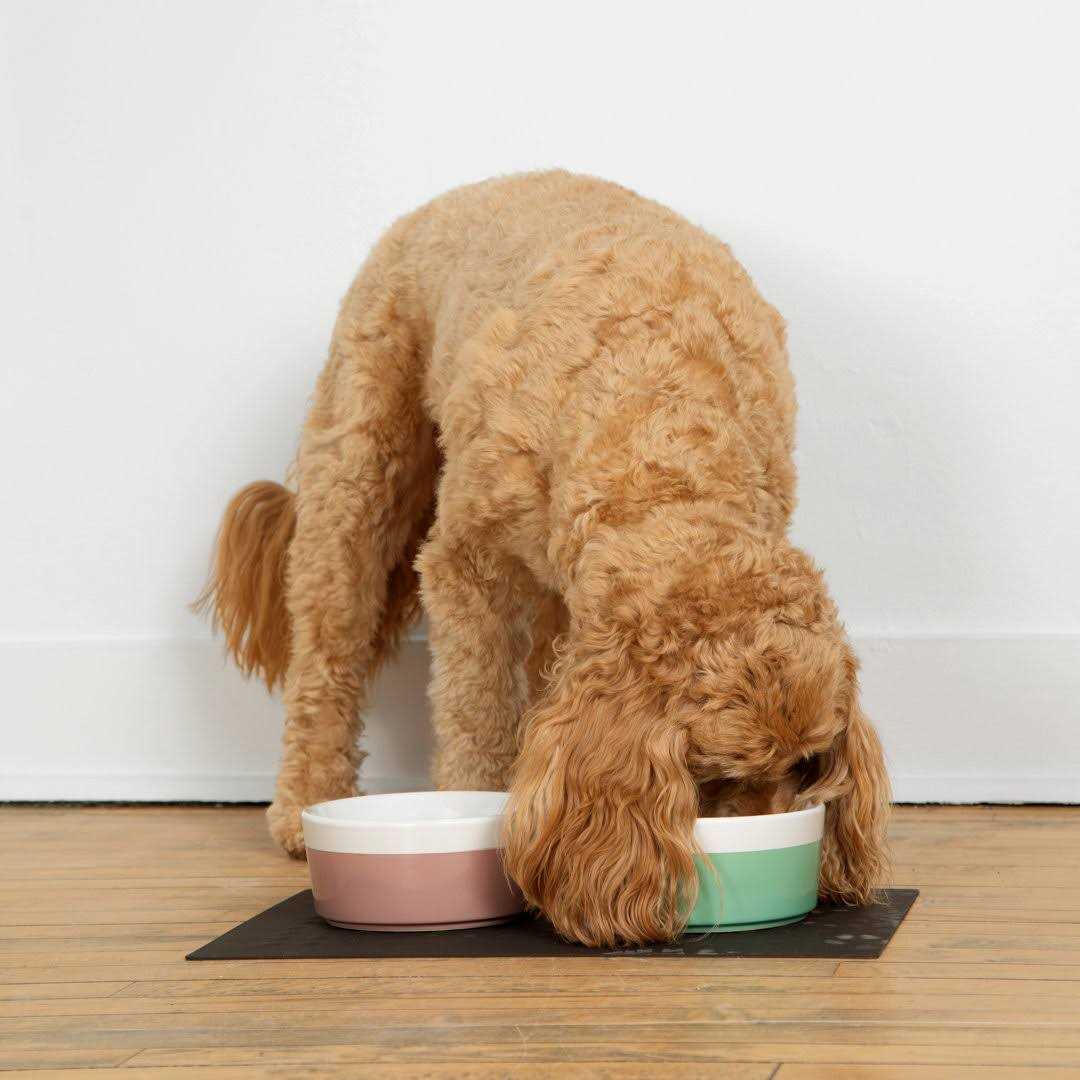 Dog Placemat R866040