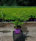 Sumac K296