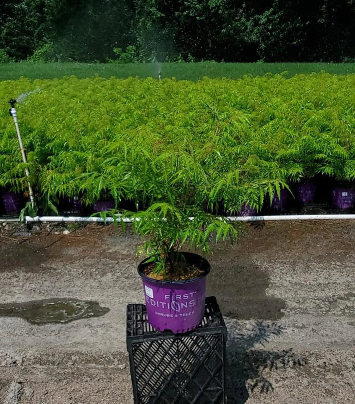 Sumac K296