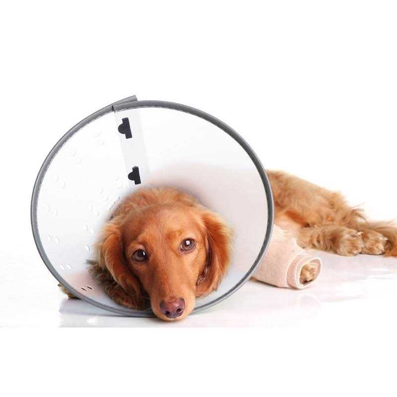 Dog E-Collar N916044